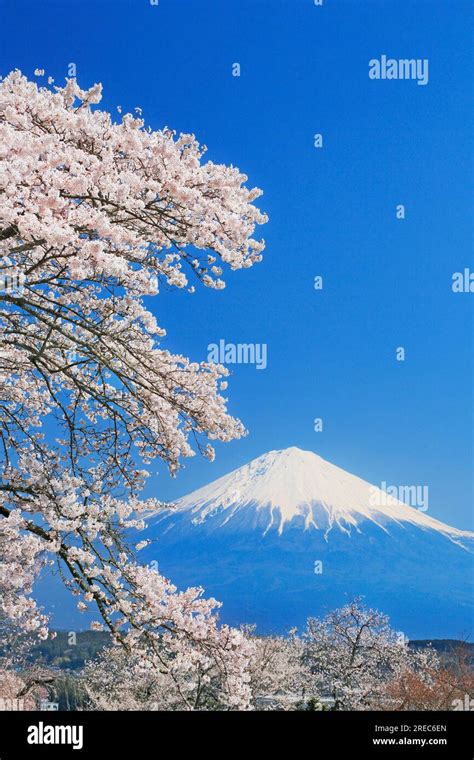 Mount Fuji with cherry blossom Stock Photo - Alamy