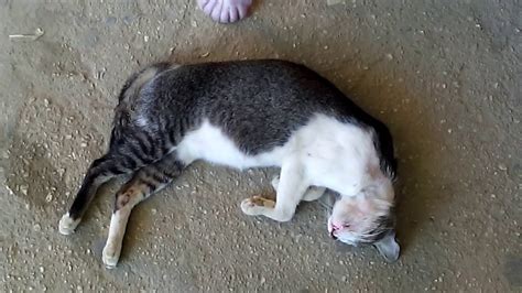 Gambar Kucing Mati - Koleksi Gambar HD