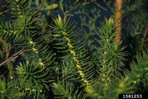 parana pine (Araucaria angustifolia (Bertol.) Kuntze)