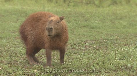 Capybara Wildlife Footage | Wildlife Footage