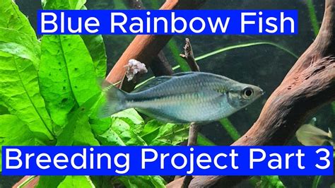 Blue Rainbow Fish Breeding Project Part 3 - YouTube