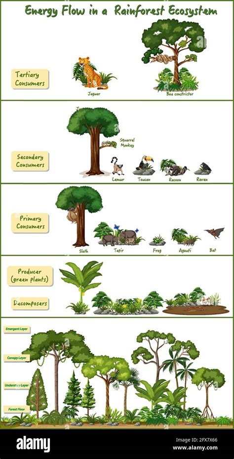 Energy flow in a rainforest ecosystem diagram illustration Stock Vector Image & Art - Alamy