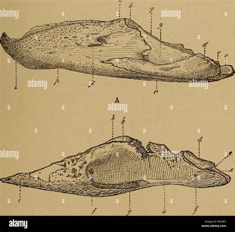 Haikouichthys Fossil