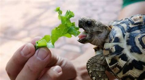 What Do Baby Turtles Eat? 5 Best Turtle Food Reviews