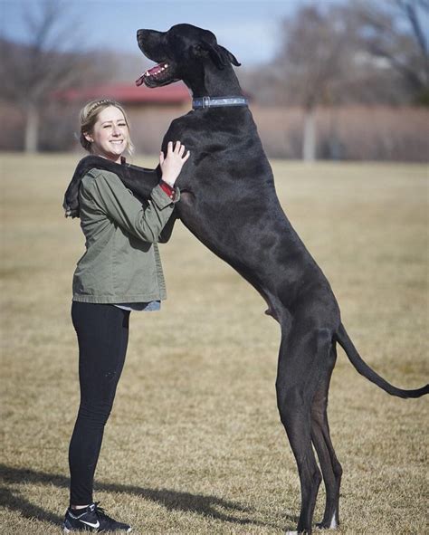 26 Humongous Great Danes Who Have No Idea How Big They Are