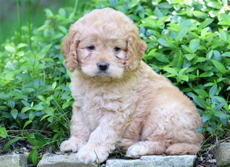 Cockapoo (Cocker Spaniel Poodle Mix) Info, Temperament, Lifespan ...