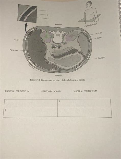 [Solved]: is the visceral the second one? Figure 10. Transve