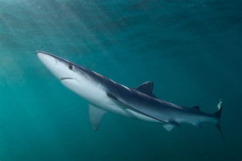 Blue shark pictures