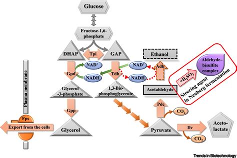 100 Years Later, What Is New in Glycerol Bioproduction?: Trends in ...