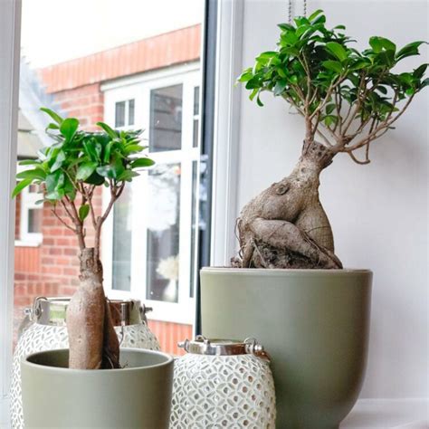 Ficus Bonsai Propagation And Care How To Propagate Ficus, 41% OFF