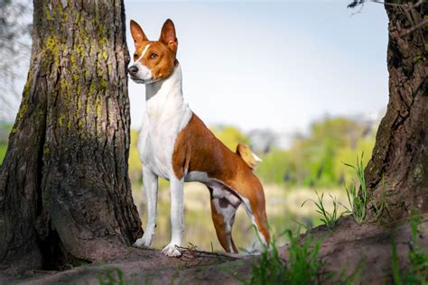 Basenji: Dog breed characteristics, pictures, care tips