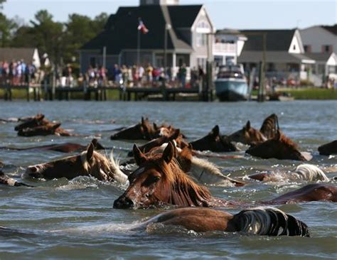 Photos: Chincoteague Wild Pony Swim Photos - ABC News