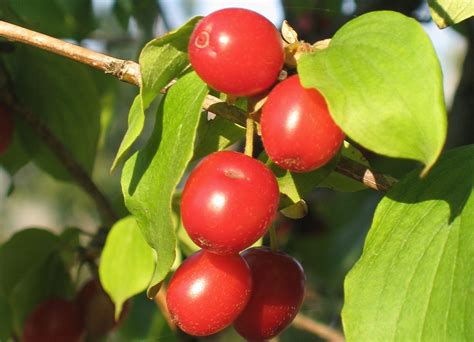 AN UNKNOWN WILD FRUIT: CORNELIAN CHERRIES (CORNUS MAS) - Living in Montenegro :)