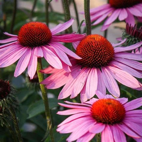 Seeds for Purple Coneflower Echinacea | Echinacea Purpurea | Amkha Seed