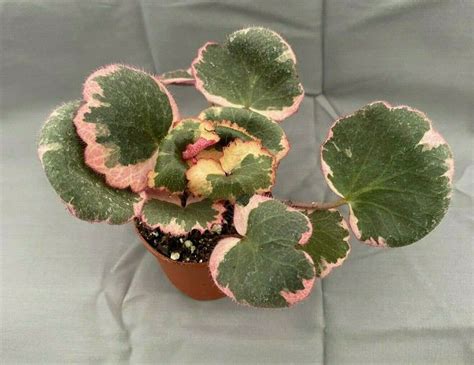 Variegated Strawberry Begonia Saxifraga stolonifera | Etsy