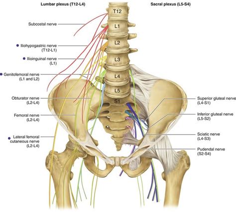 Ilioinguinal, Iliohypogastric, and Genitofemoral Nerves and Lateral ...