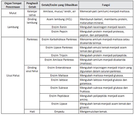 Enzim Pada Sistem Pencernaan - Homecare24