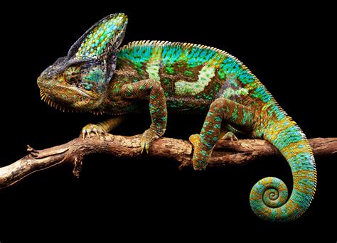 still hanging by Mark Bridger | Veiled chameleon, Lizard, Chameleon