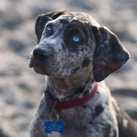 129 best images about Catahoula Leopard Dogs. on Pinterest | Best dogs ...