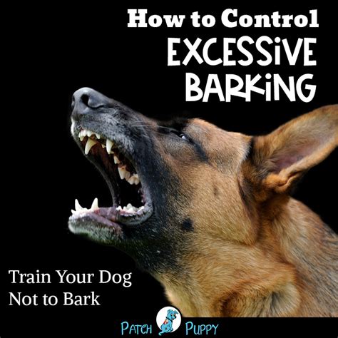 How to Control Excessive Barking - Train Your Dog Not to Bark | Dog ...