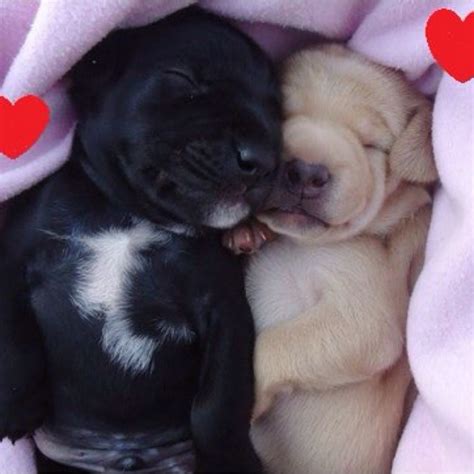 I love you!!!!! | Puppy love, Cute animals, Puppies