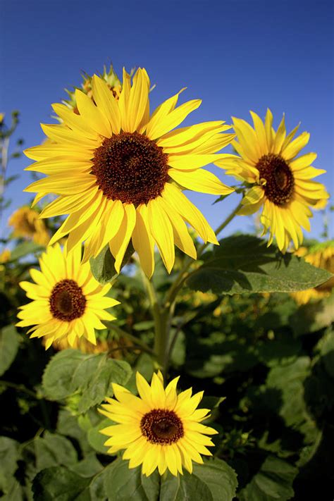 Sunflower Fields In Tuscany,italy. Photograph by Chris Cole