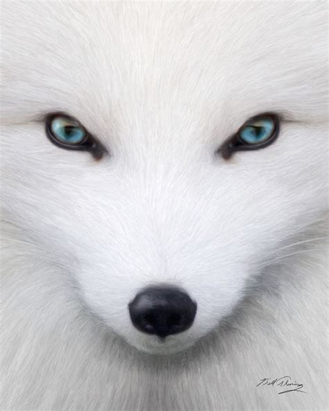 Arctic Fox | Arctic fox, Albino animals, Arctic animals