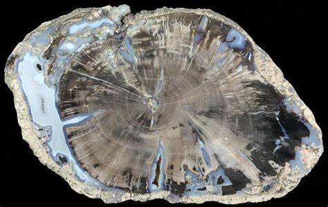 7.1" Petrified Wood Slice - Blue Forest, Wyoming For Sale (#66161 ...