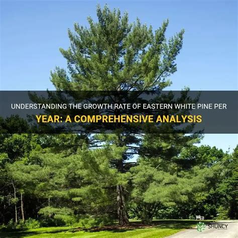 Understanding The Growth Rate Of Eastern White Pine Per Year: A ...