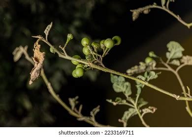 1,878 Solanum Torvum Fruit Images, Stock Photos & Vectors | Shutterstock