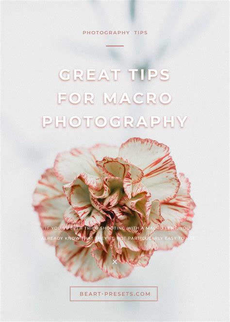 3 Great Tips for Macro Photography Beginners