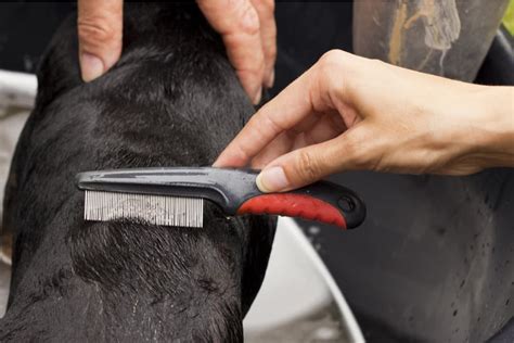 Flea Comb for Dogs: How to Use One | Great Pet Care