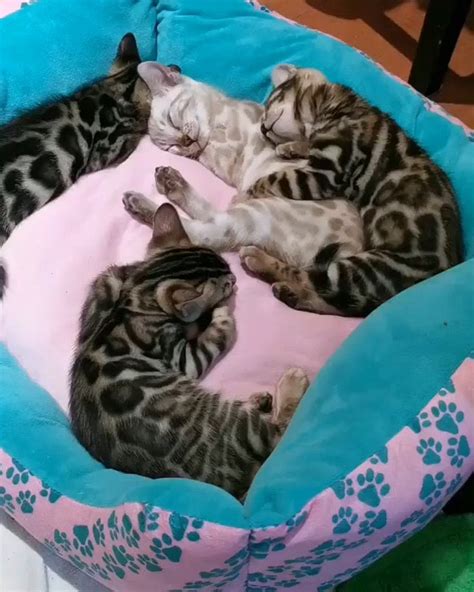 Sleeping beauty!! 😻😻 : r/bengalcats