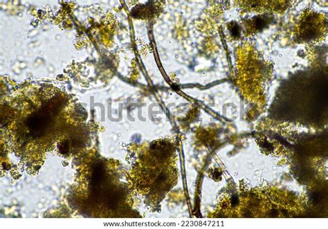 Soil Fungi Agriculture Soil Stock Photo 2230847211 | Shutterstock