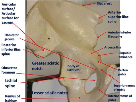 Figure 5.Left hip bone-anteromedial view Sacroiliac, Hip Bones ...