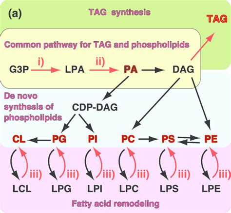 (a) Biosynthetic pathway of TAG and glycerophospholipids. GPAT (i) and... | Download Scientific ...