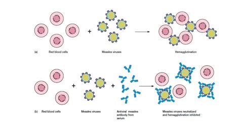 Hemagglutination Inhibition Test (HAI): Principle, procedure, result and interpretations - Learn ...