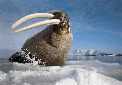 A Walrus Flicks His Huge Tusks Photograph by Paul Nicklen