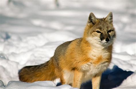 How Do Foxes Help With Monitoring Ecosystem Health? - The Wolf Center