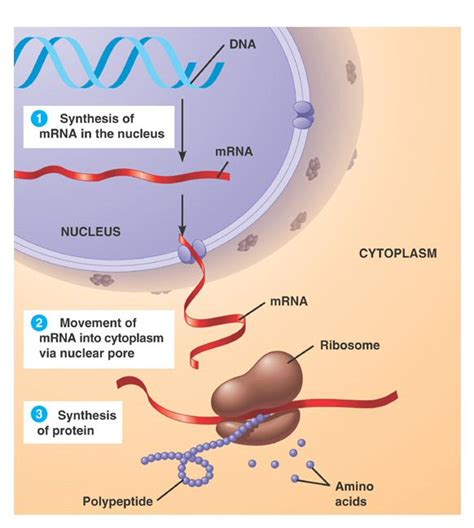 Unit 2.2 - Protein synthesis - Discover Math and Science Now