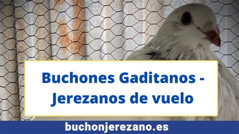 Buchones Gaditanos - Diferencias - Buchon Jerezano