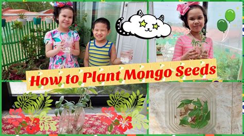 How to Plant Mongo Seeds in Cotton | Science Performance Task | Grade 2 Journey - YouTube