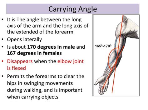 PPT - Elbow Joint PowerPoint Presentation - ID:3084731