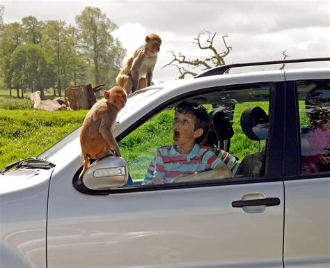 Longleat Safari Park Open For Visitors - Family Matters