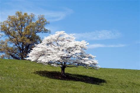 Dogwood Baum - information online