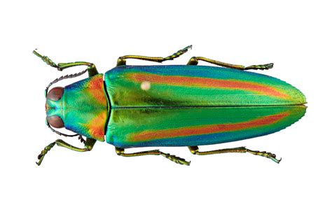 Jewel Beetles Duplicate Genes to See New Colors | Mirage News