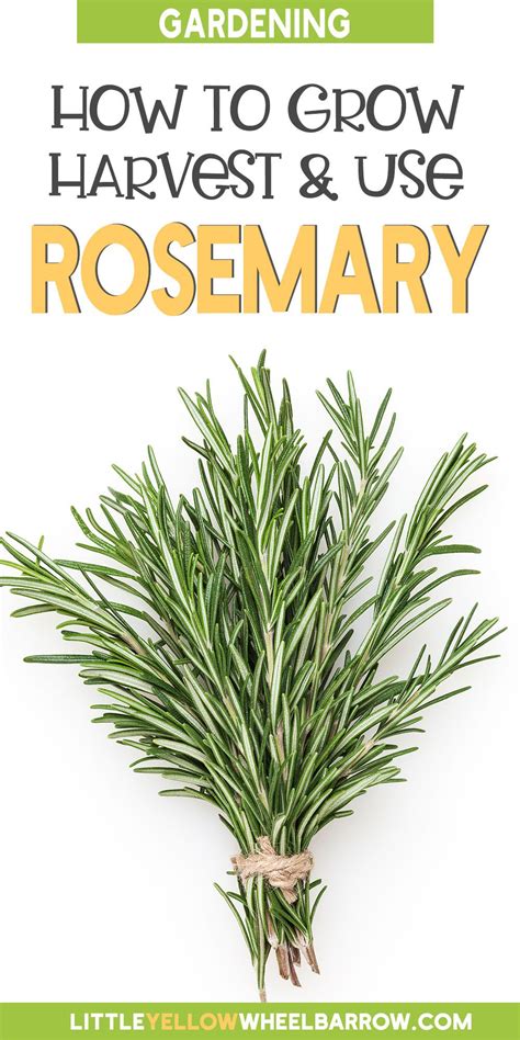 Rosemary is a wonderful herb to grow in your vegetable garden. It's a ...