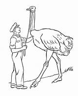 Ostrich Coloring Pages Kids Printable Drawing Preschool Animal Emu  sketch template