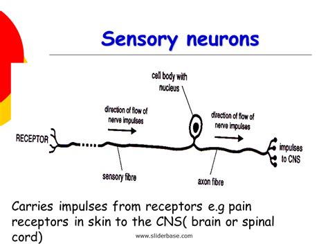 Nervous system - Presentation Health and Disease