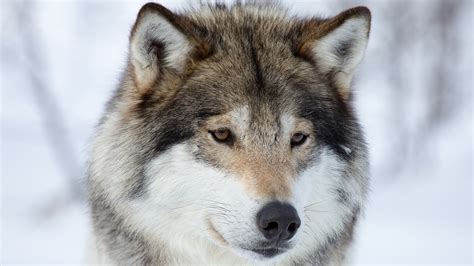 animals, Wolf, Snow Wallpapers HD / Desktop and Mobile Backgrounds